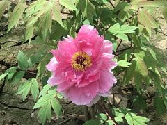 -洛阳市隋唐城遗址植物园