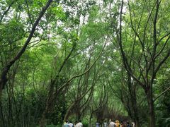 -滴水岩森林公园