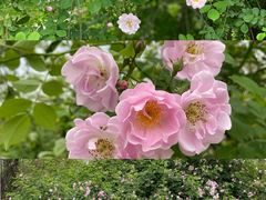 -白鹭湾湿地公园