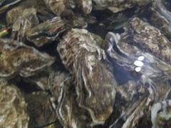 -阔澜蒸汽海鲜自助