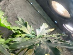 -上海大自然野生昆虫馆(东方明珠·爬宠昆虫探索中心)