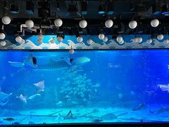 -烟台海昌鲸鲨海洋公园