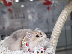 -爱洗澡的猫(天河路店)