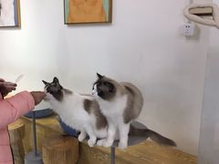 -Heymao猫咖.咖啡厅(东门店)