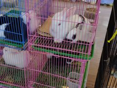 -苏州艺都古玩花鸟市场