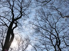 -武汉大学-樱园