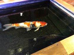 -鳌首刺青纹身 穿孔饰品店