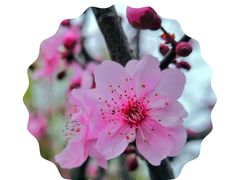 -青枫公园