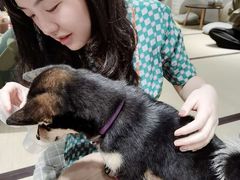 -逗柴咖啡屋·狗咖猫咖宠物桌游