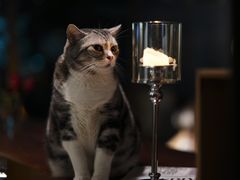 -咖法森林·咖啡  酒吧(天河店)