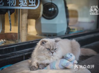 其实也就是溜达下，主人一喊就回来了。超级听话温顺的猫