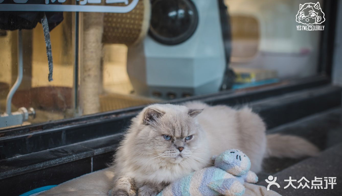 其实也就是溜达下，主人一喊就回来了。超级听话温顺的猫