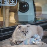 其实也就是溜达下，主人一喊就回来了。超级听话温顺的猫