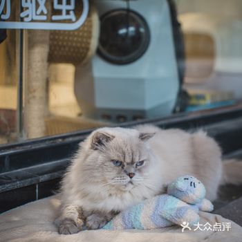 其实也就是溜达下，主人一喊就回来了。超级听话温顺的猫