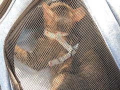 -创凡宠物医院·骨专科  猫科中心(西乡分院)
