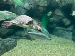 -上海海洋水族馆