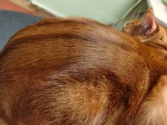 -鑫艺宠物美容培训学校