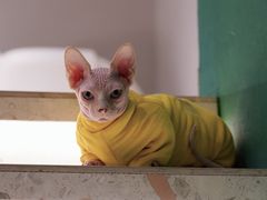 -飞行喵MR PILOT|猫舍·猫咖(静安大融城店)