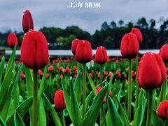 -上海鲜花港