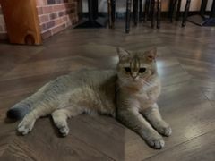 -蓝鲸·缅因猫舍