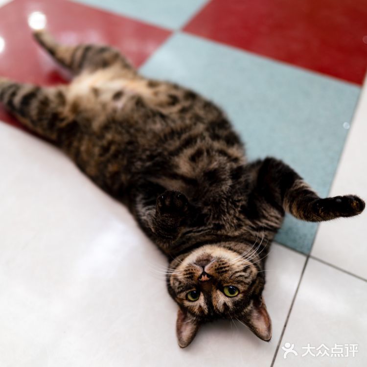 苏州探店｜24H 宠物医院🏥