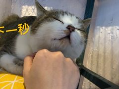 -喵屿·大理花园猫咖