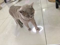 -鼓捣猫呢主题猫咖店