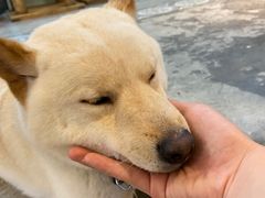 -more than meow吴止猫主题餐厅(承德 中船汇店)