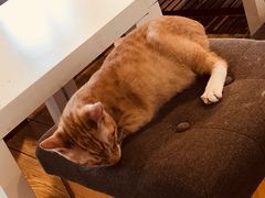 -Cappucimeow猫咪咖啡馆(韦伯时代店)