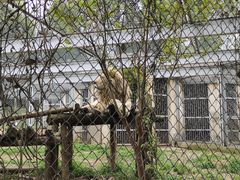 -合肥野生动物园