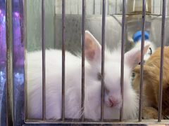 -青石桥花鸟鱼虫市场(叠翠城店)