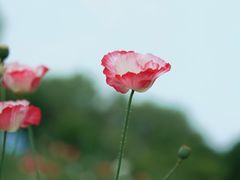 -虎丘湿地公园