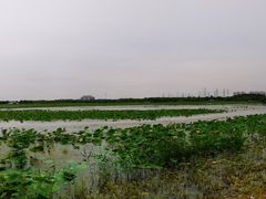 -天津东丽湖风景区