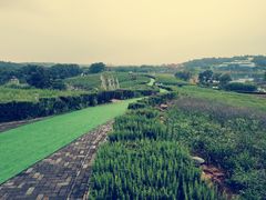 -大塘金香草谷
