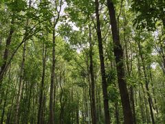 -黑龙江省森林植物园