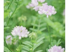 -黑龙江省森林植物园