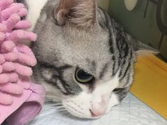 -瑞派天宁宠物医院·猫科·异宠中心