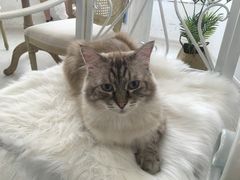 -共舞时光猫咖·狗咖(新街口店)