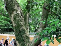 -普陀山风景区-佛顶山