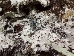 -向阳松鼠(江口店)