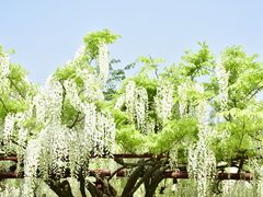 -嘉定紫藤园