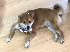 -是阿柴呀！柴犬咖啡·爱喵喵猫咖
