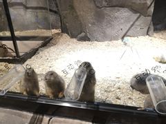 -zoonana室内动物园(东方福来德店)