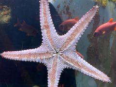 -太平洋海底世界