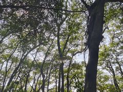 -红花山公园