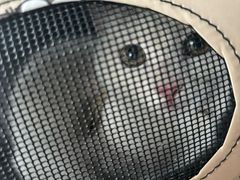 -博特宠物医院24h犬猫全科.骨科·异宠