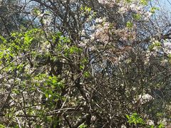 -青峰峡国家森林公园