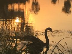 -明珠湖天鹅苑·农家菜馆