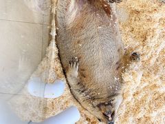 -怪兽屋·羊驼·猫咖·狗咖(俊华广场店)