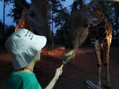 -清迈夜间动物园